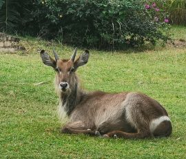 bushveld nature lodge